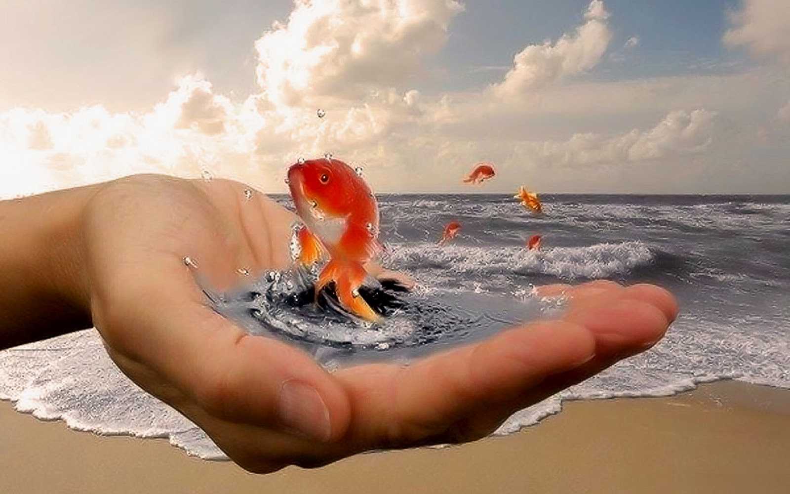 Душевных сил по настоящему добрым беречь природу. Золотая рыбка в руках. Золотая рыбка исполнение желаний. Добро у моря. Золотая рыбка исполняет желания.